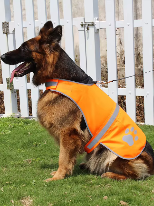 Working dog wearing an orange reflective safety vest