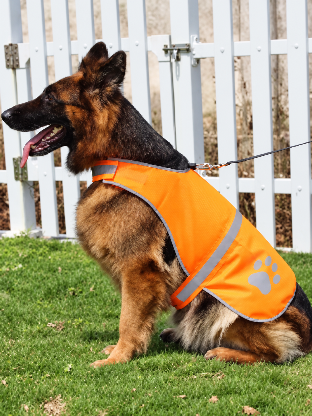 Working dog wearing an orange reflective safety vest